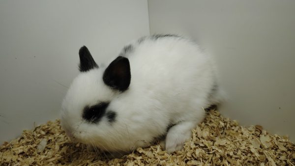 Conejo Toy Blanco y Azul Macho - Imagen 4