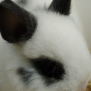 Conejo Toy Blanco y Azul Macho