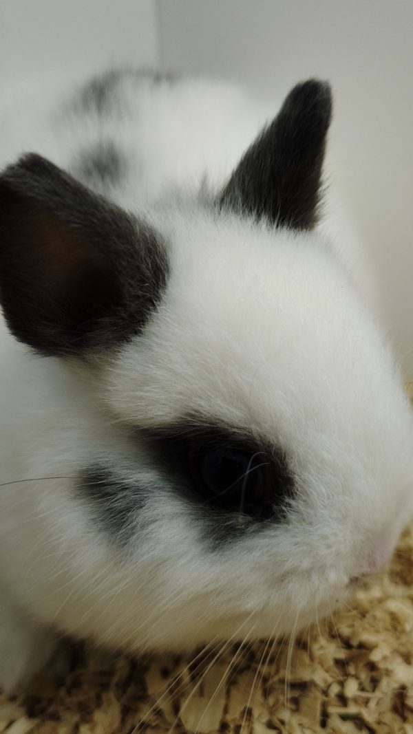 Conejo Toy Blanco y Azul Macho