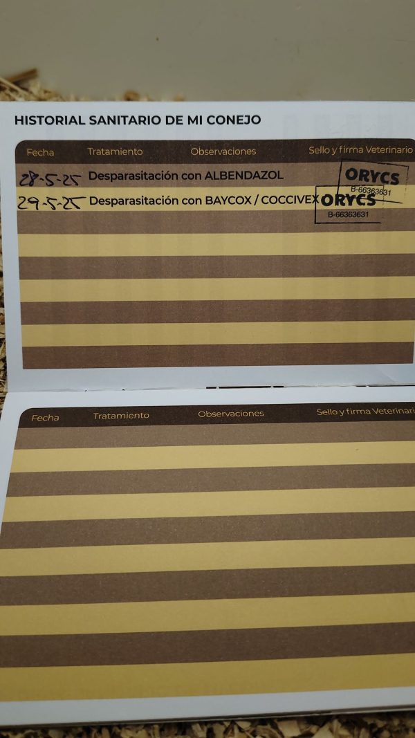 Conejo Toy Blanco y Marrón Claro Hembra - Imagen 3