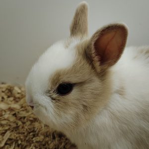 Conejo Toy Blanco y Marrón Claro Hembra