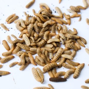 RACION LARVA BSF (HERMETIA ILLUCENS) 50gr
