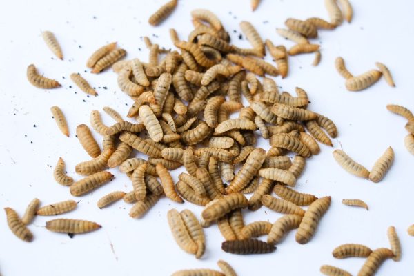 RACION LARVA BSF (HERMETIA ILLUCENS) 50gr