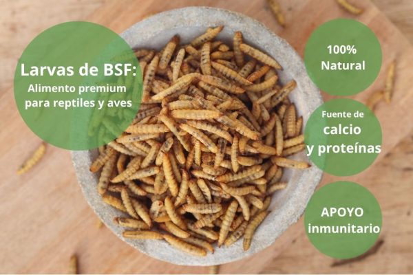 RACION LARVA BSF (HERMETIA ILLUCENS) 50gr - Imagen 2