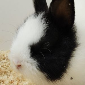 Conejo Toy Blanco y Negro Hembra