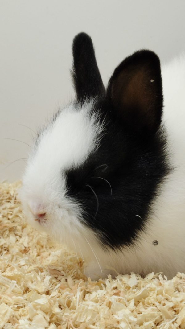 Conejo Toy Blanco y Negro Hembra