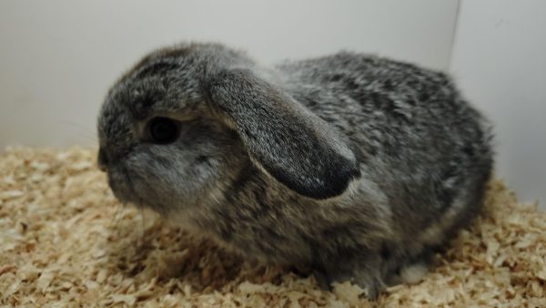 Conejo Belier Mini Loop Chinchilla Macho - Imagen 4