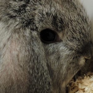 Conejo Belier Mini Loop Chinchilla Macho