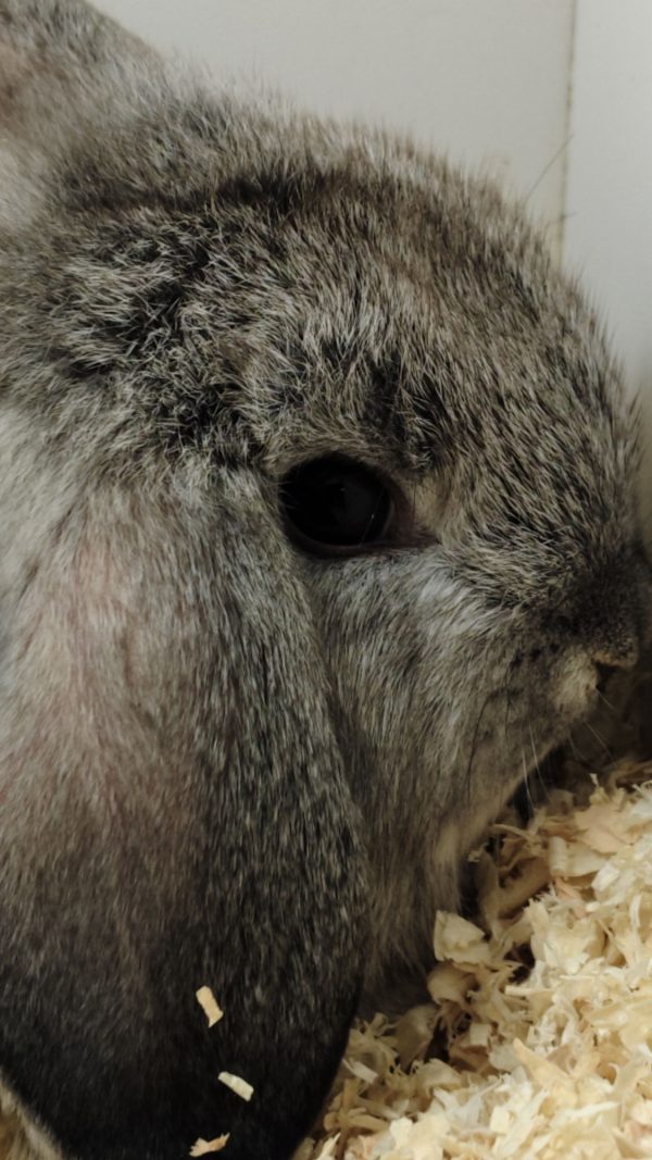 Conejo Belier Mini Loop Chinchilla Macho