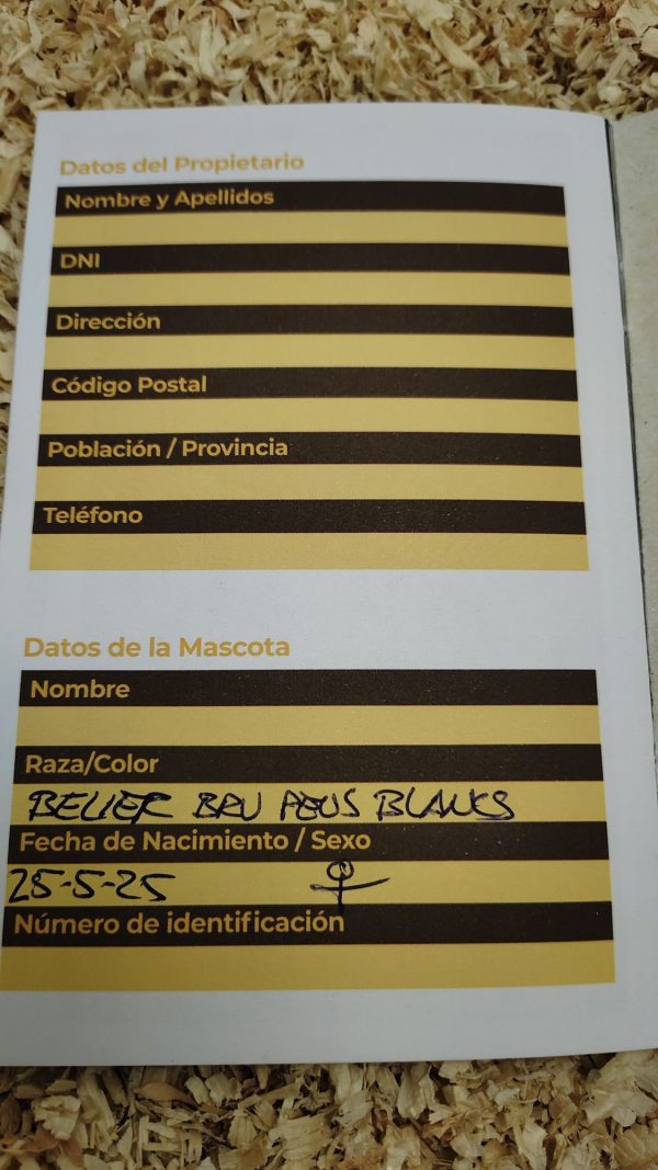 Conejo Belier Mini Loop Pardo Pies Blancos Hembra - Imagen 2
