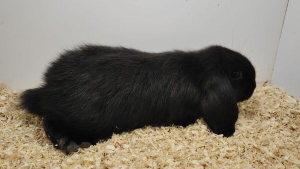 Conejo Belier Mini Loop Negro Macho - Imagen 5