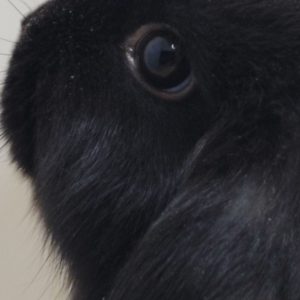 Conejo Belier Mini Loop Negro Macho