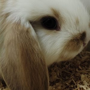 Conejo Belier Mini Loop Blanco y Marrón Hembra