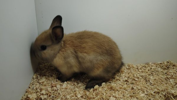 Conejo Toy Marrón Hembra - Imagen 6