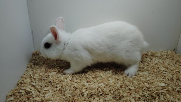 Conejo Toy Blanco Hembra - Imagen 4