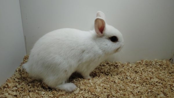 Conejo Toy Blanco Hembra - Imagen 5