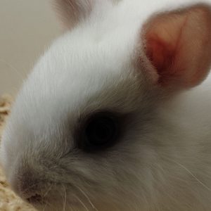 Conejo Toy Blanco Hembra