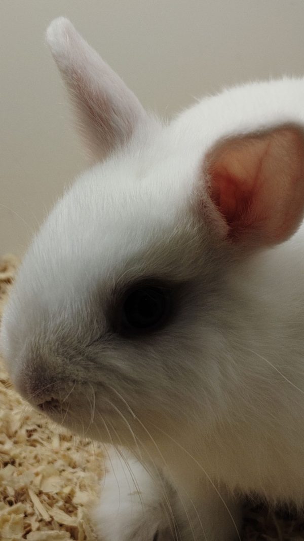 Conejo Toy Blanco Hembra