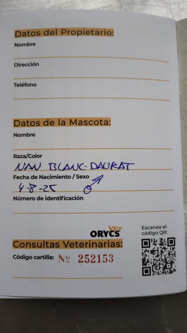 Conejo Toy Blanco y Dorado Macho - Imagen 2