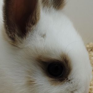 Conejo Toy Blanco y Dorado Macho
