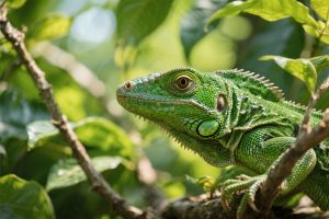 La iguana verde (Iguana iguana): una mascota intrigante