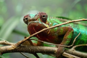 (Furcifer pardalis