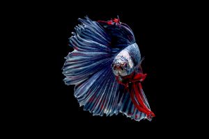 Pez betta