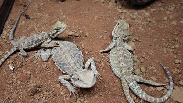 POGONA VITTICEPS PEQUEÑAS - Imagen 2