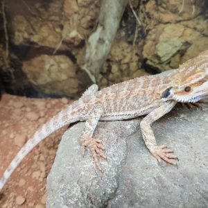 POGONA VITTICEPS PEQUEÑAS