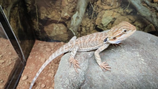 POGONA VITTICEPS PEQUEÑAS