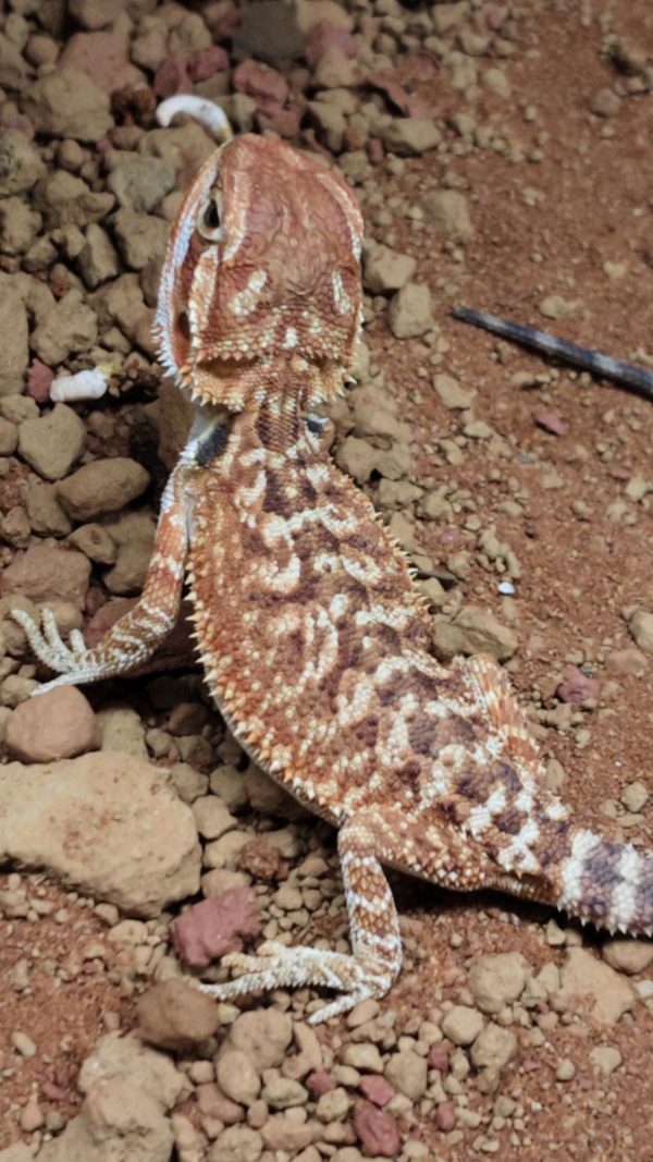 POGONA VITTICEPS PEQUEÑAS ROJAS - Imagen 2