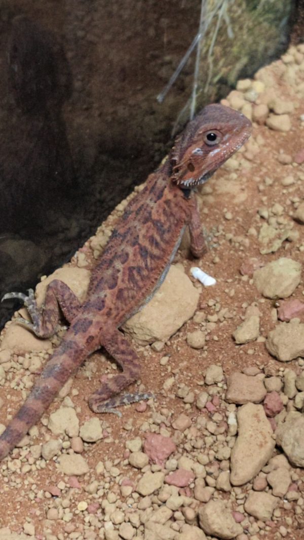 POGONA VITTICEPS PEQUEÑAS ROJAS - Imagen 3
