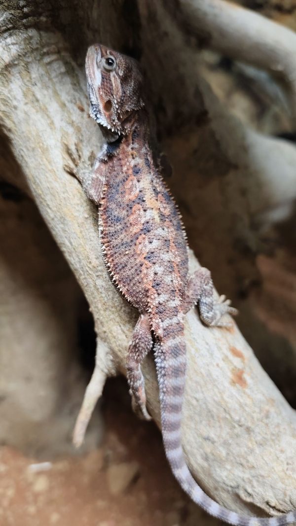 POGONA VITTICEPS PEQUEÑAS ROJAS - Imagen 4