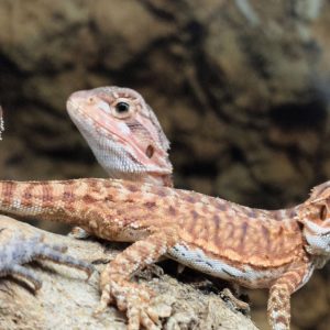 POGONA VITTICEPS PEQUEÑAS ROJAS