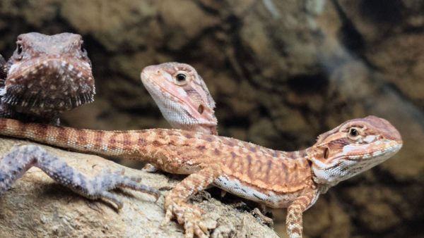 POGONA VITTICEPS PEQUEÑAS ROJAS