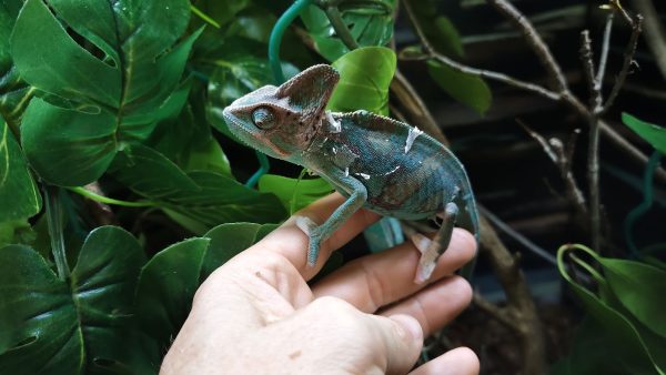 Chamaeleo Calyptratus - Camaleón del Yemen - Imagen 2