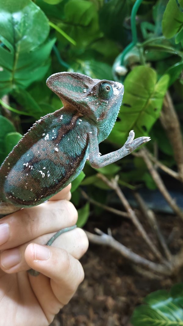 Chamaeleo Calyptratus - Camaleón del Yemen - Imagen 3