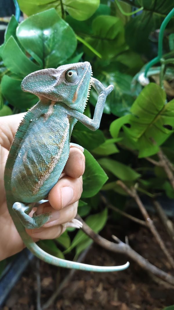 Chamaeleo Calyptratus - Camaleón del Yemen - Imagen 4