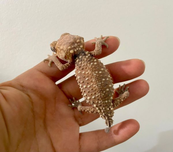 Nephrurus amyae PAREJA 1.1 - Imagen 2