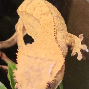 Correlophus ciliatus