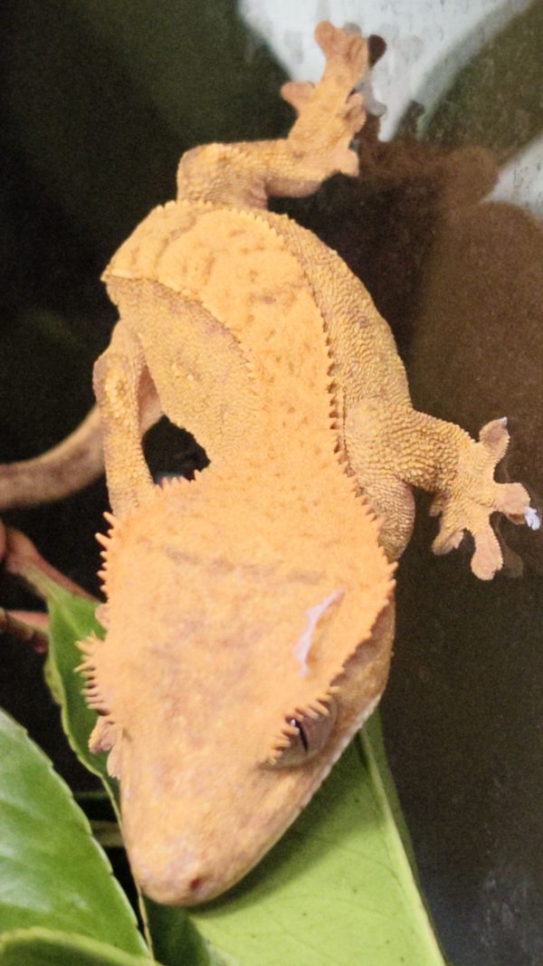 Correlophus ciliatus