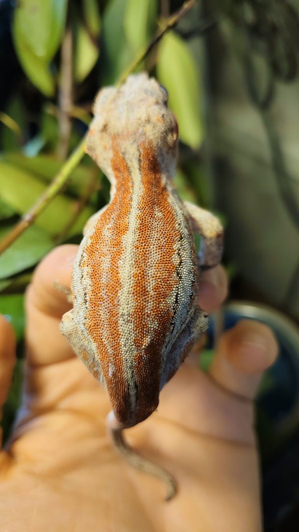 Rhacodactylus auriculatus Hembra R - Imagen 2