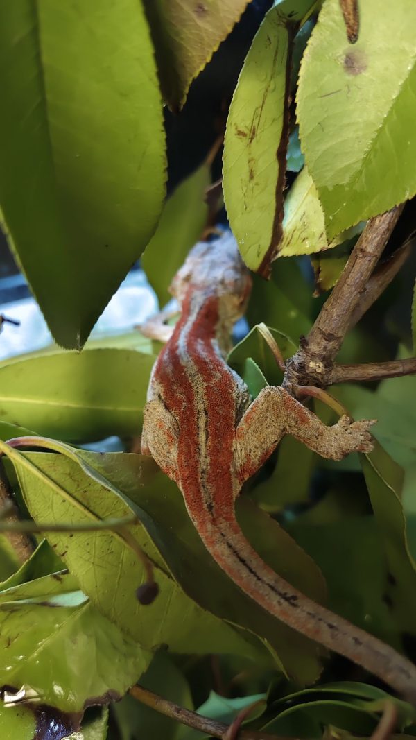 Rhacodactylus auriculatus Hembra R - Imagen 3