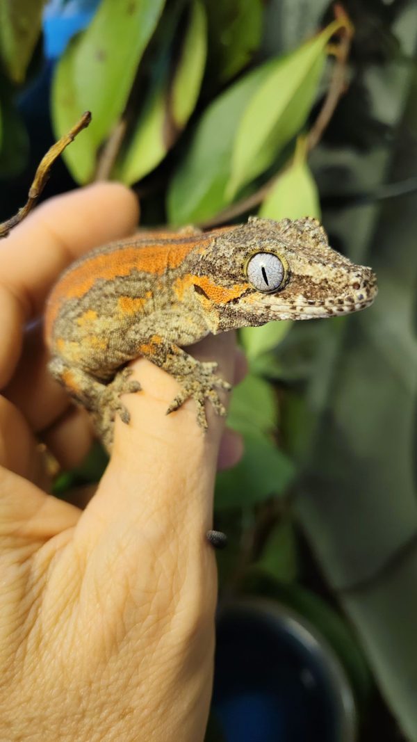 Rhacodactylus auriculatus Hembra - Imagen 2