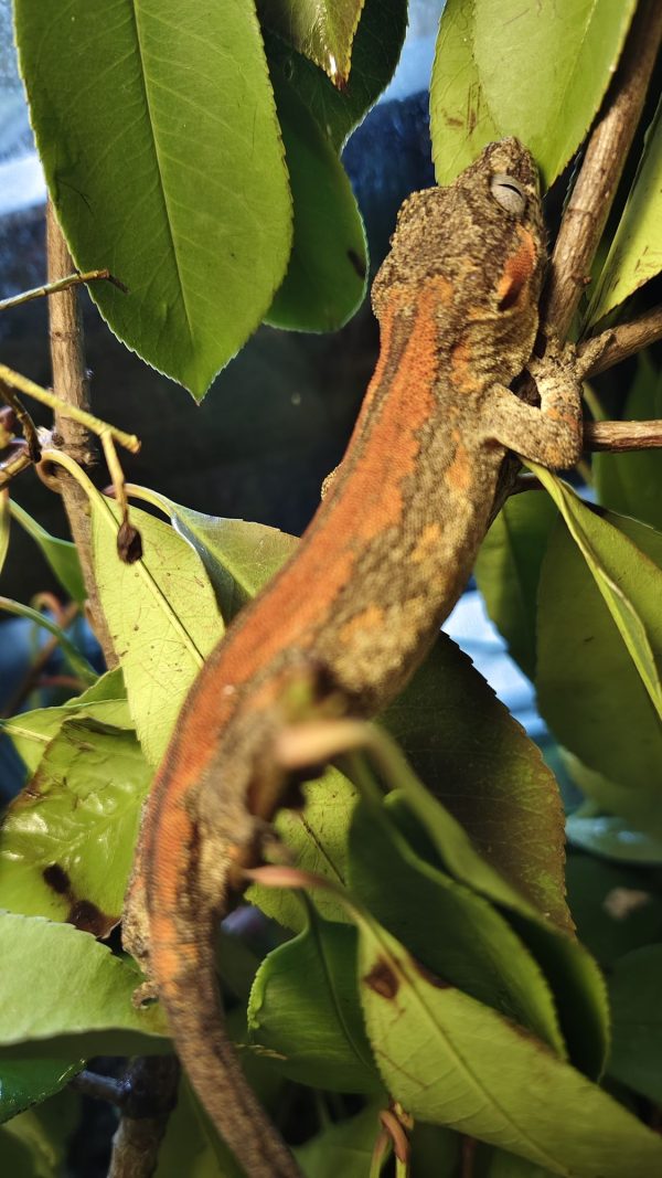 Rhacodactylus auriculatus Hembra - Imagen 3