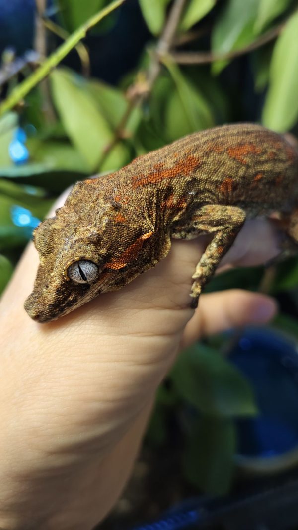 Rhacodactylus auriculatus Macho 1.0 - Imagen 2