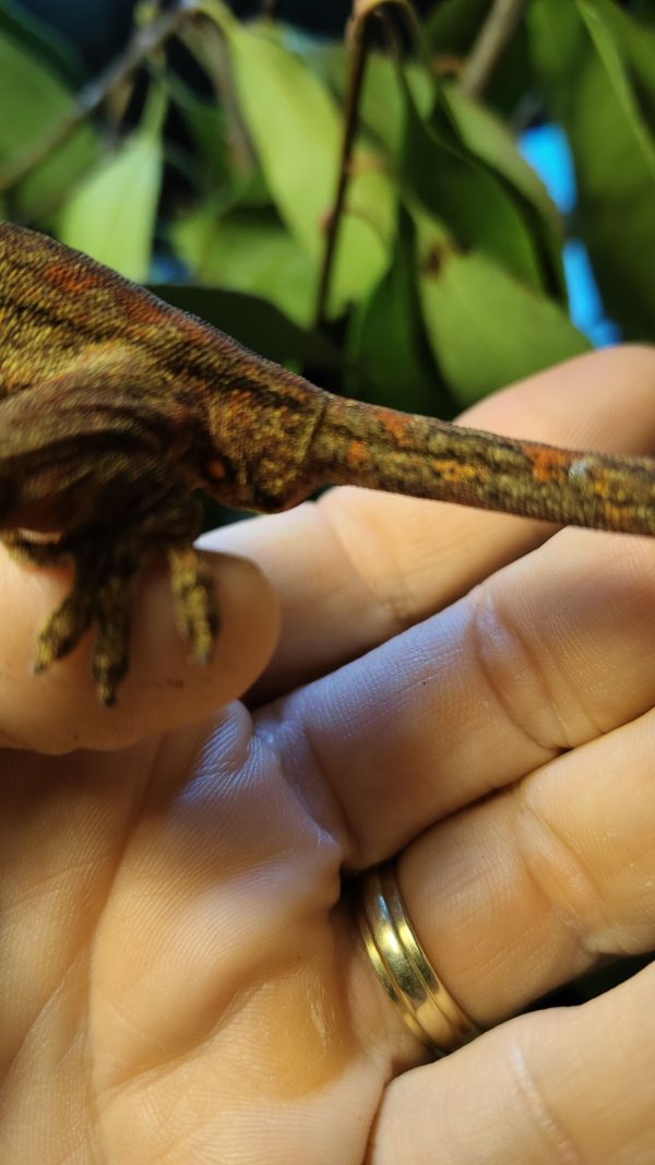 Rhacodactylus auriculatus Macho 1.0 - Imagen 3