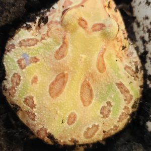 Ceratophrys cranwelli STRAWBERRY