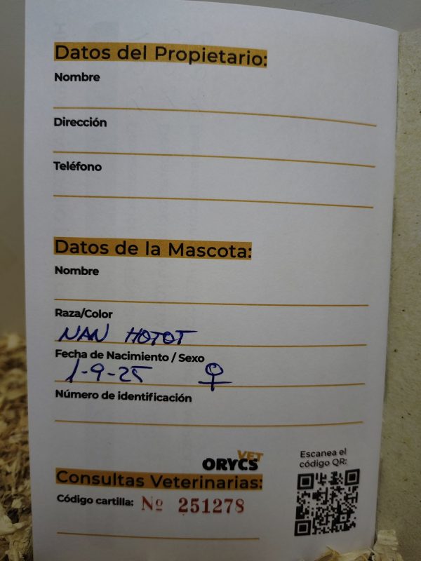 Conejo Toy Hotot Hembra - Imagen 2