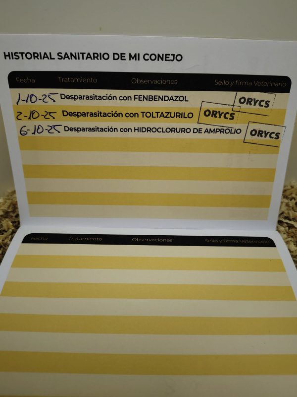Conejo Toy Hotot Hembra - Imagen 3